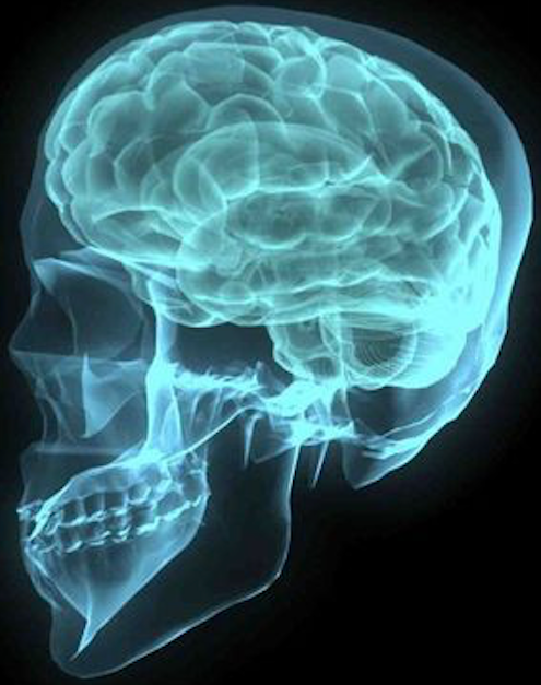 webpage Brain XRay in blue skull